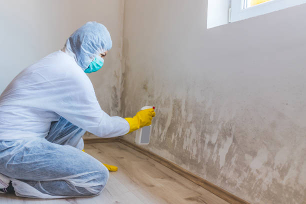 Licensed Mold Cleanup service in Mitchells, VA - WQB Mold Removal