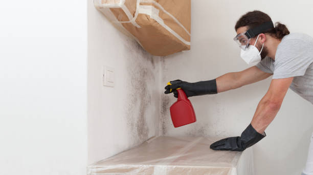 Professional Mold Cleanup technician working in Mitchells, VA