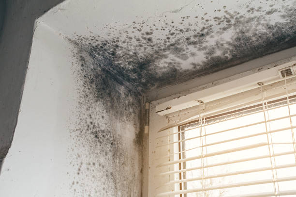 Affordable Mold Cleanup solutions in Mitchells, VA