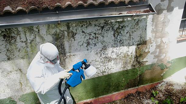 Top rated local Mold Cleanup specialists in Mitchells, VA